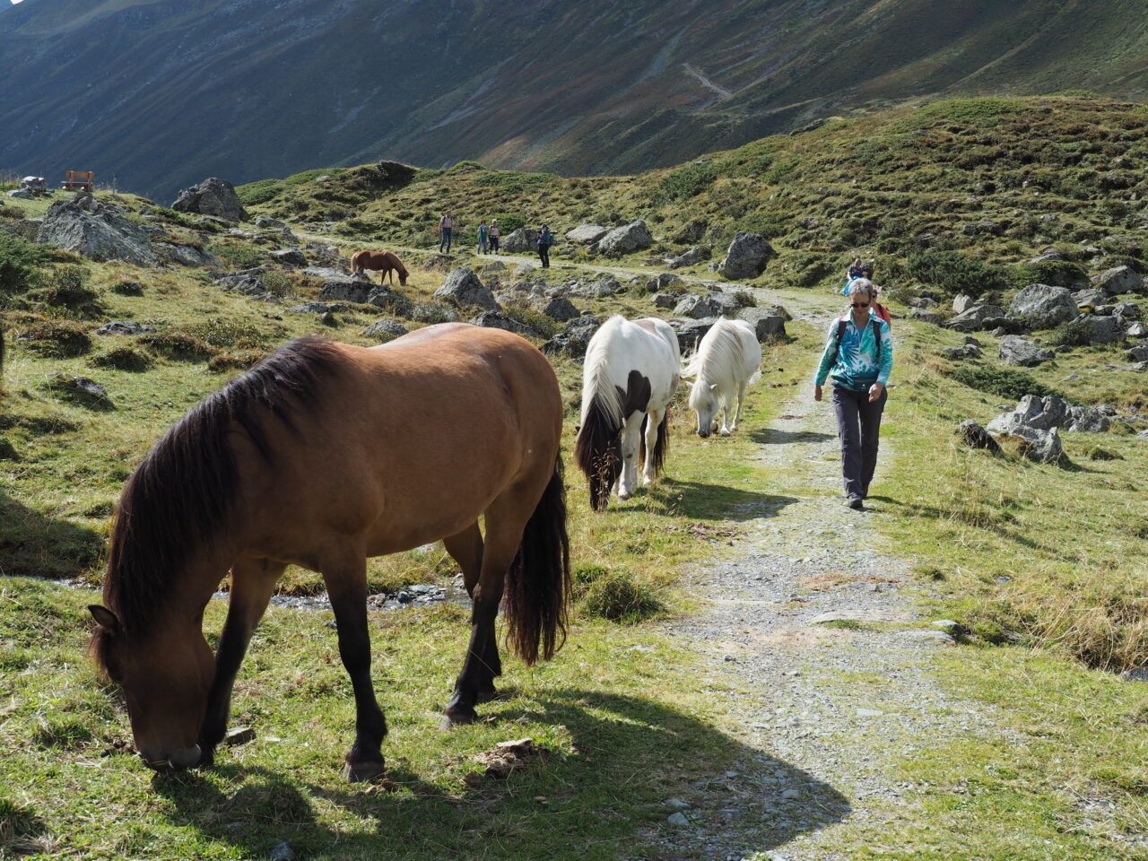 Wanderer auf dem Weg neben mehreren Pferden