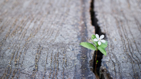 Eine kleine weisse Blume wächst aus einem Spalt in einem Stein