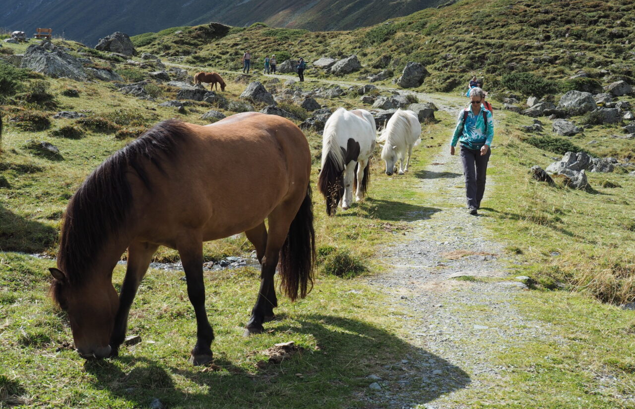 Wandererin auf dem Bergweg neben Pferden