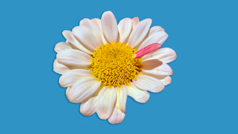Grosser Margritte mit einem farbigen Blütenblatt, welsches aus der Mitte wächst.