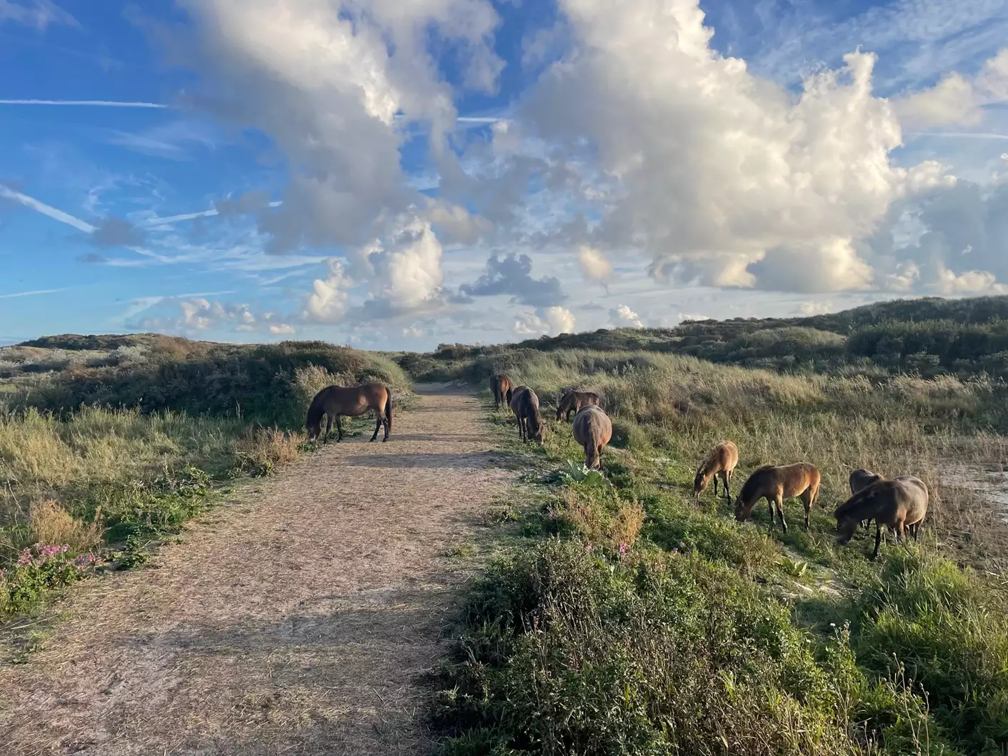 Spazierweg durch die Dünen in Egmond an Zee